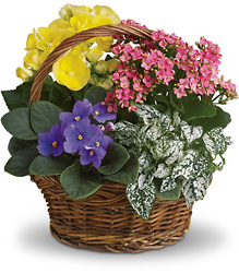 Spring Has Sprung Mixed Basket from Martinsville Florist, flower shop in Martinsville, NJ